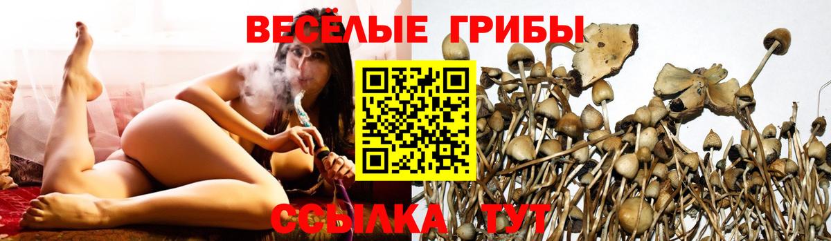 Псилоцибиновые грибы GOLDEN TEACHER Дивногорск